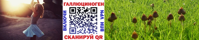 omg зеркало  Елизаветинская  Псилоцибиновые грибы Psilocybe  как найти  